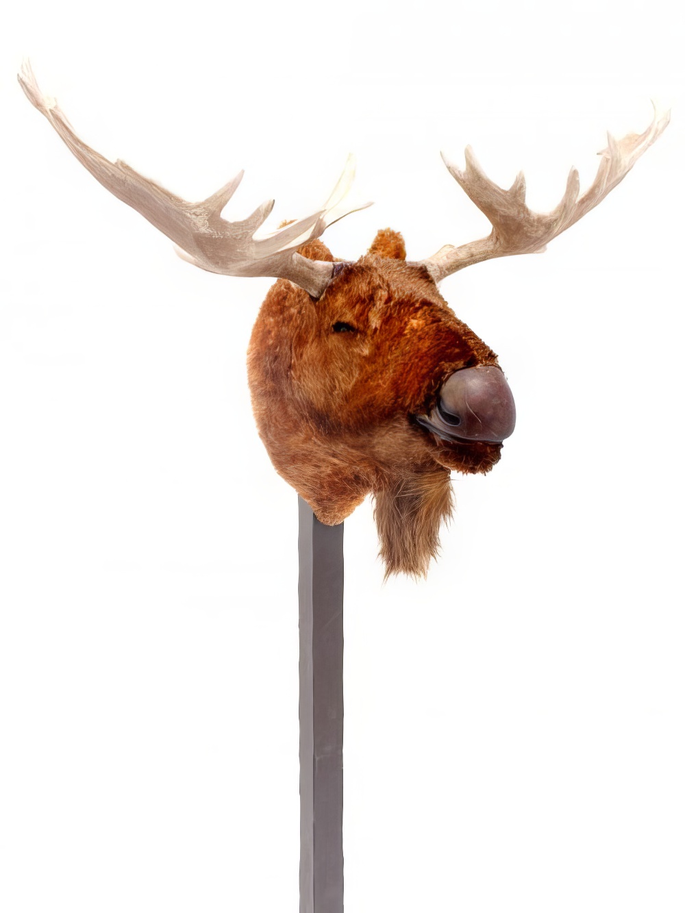AML19_elk_moose_head_on_pole_2_event_prop_hire_optimised.jpg
