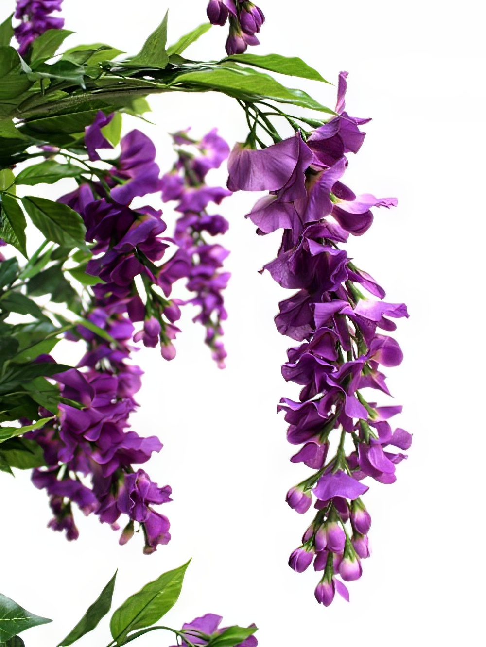 SCN164_Wisteria_Tree_Purple_event_prop_hire_0043IMG_3062_copy_optimised.jpg
