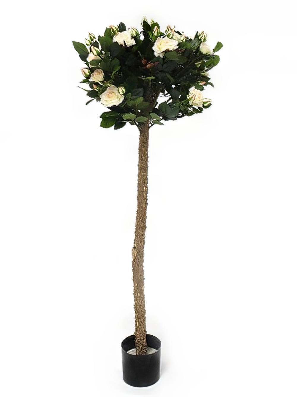 SCN167_-_rose_tree_-_cream_-_03-_event_prop_hire-optimised.jpg