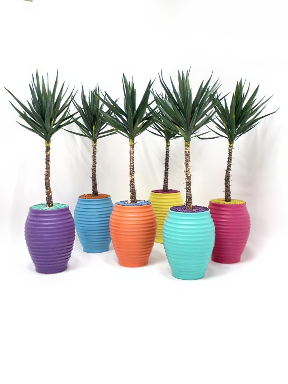 SN1868_SN1869_SN1870_SN1871_SN1872_SN1873_Carnival_Yukka_Plant_event_prop_hire_0023IMG_0148_copy_optimised.jpg