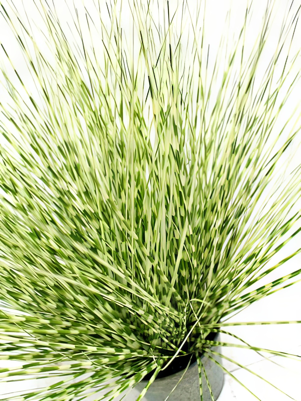 SN2002_Zebra_Grass_event_prop_hire_0052IMG_2445_copy_optimised_optimised.jpg