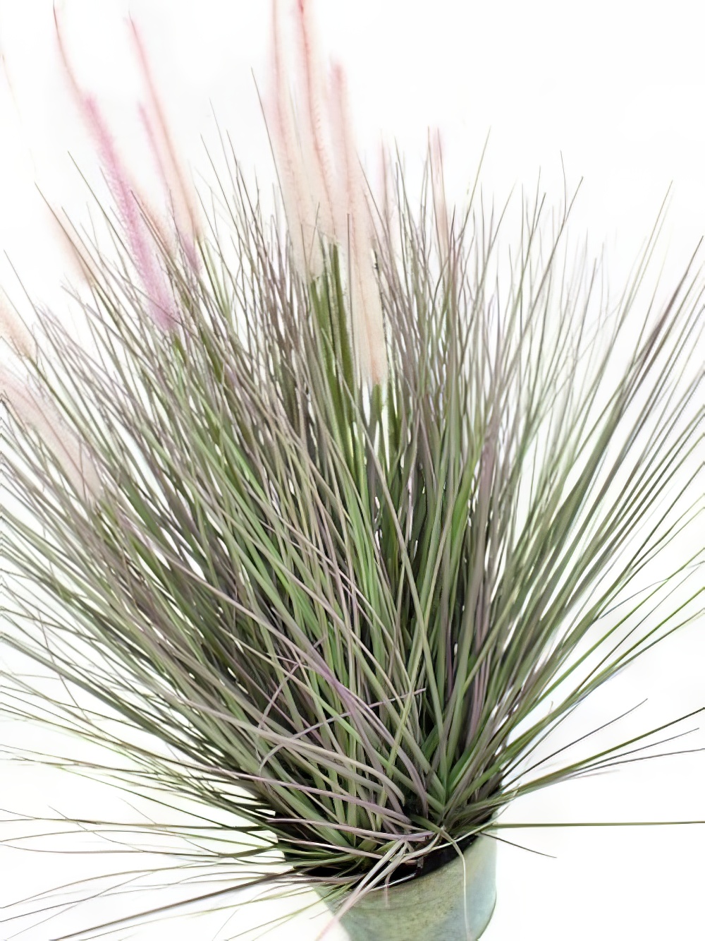 SN2003_Dogtail_Grass_Small_event_prop_hire_0061SW_364_copy_optimised.jpg
