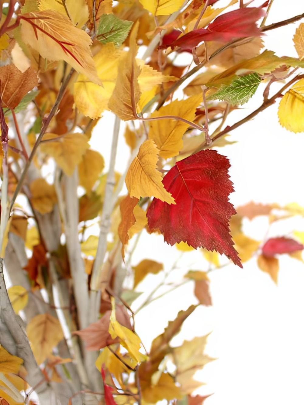 SN2053_Autumn_Birch_Tree_-_9ft_event_prop_hire_0003LG_067_copy
