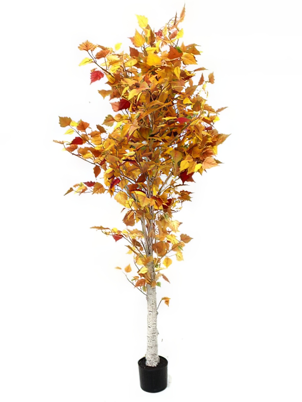 SN2054_Autumn_Birch_Tree_6ft_event_prop_hire_0094DD_217_copy