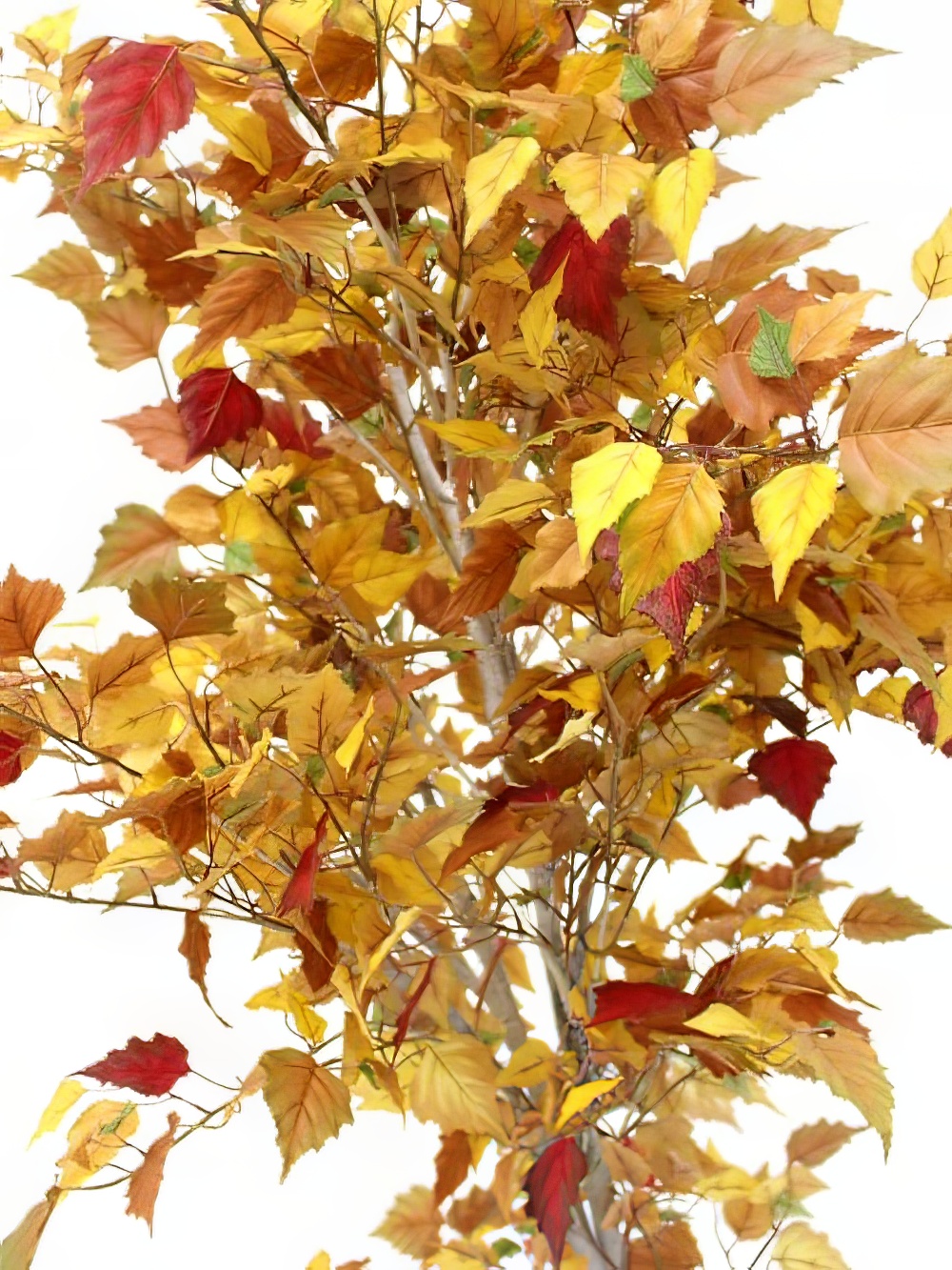 SN2054_Autumn_Birch_Tree_6ft_event_prop_hire_0096DD_219_copy