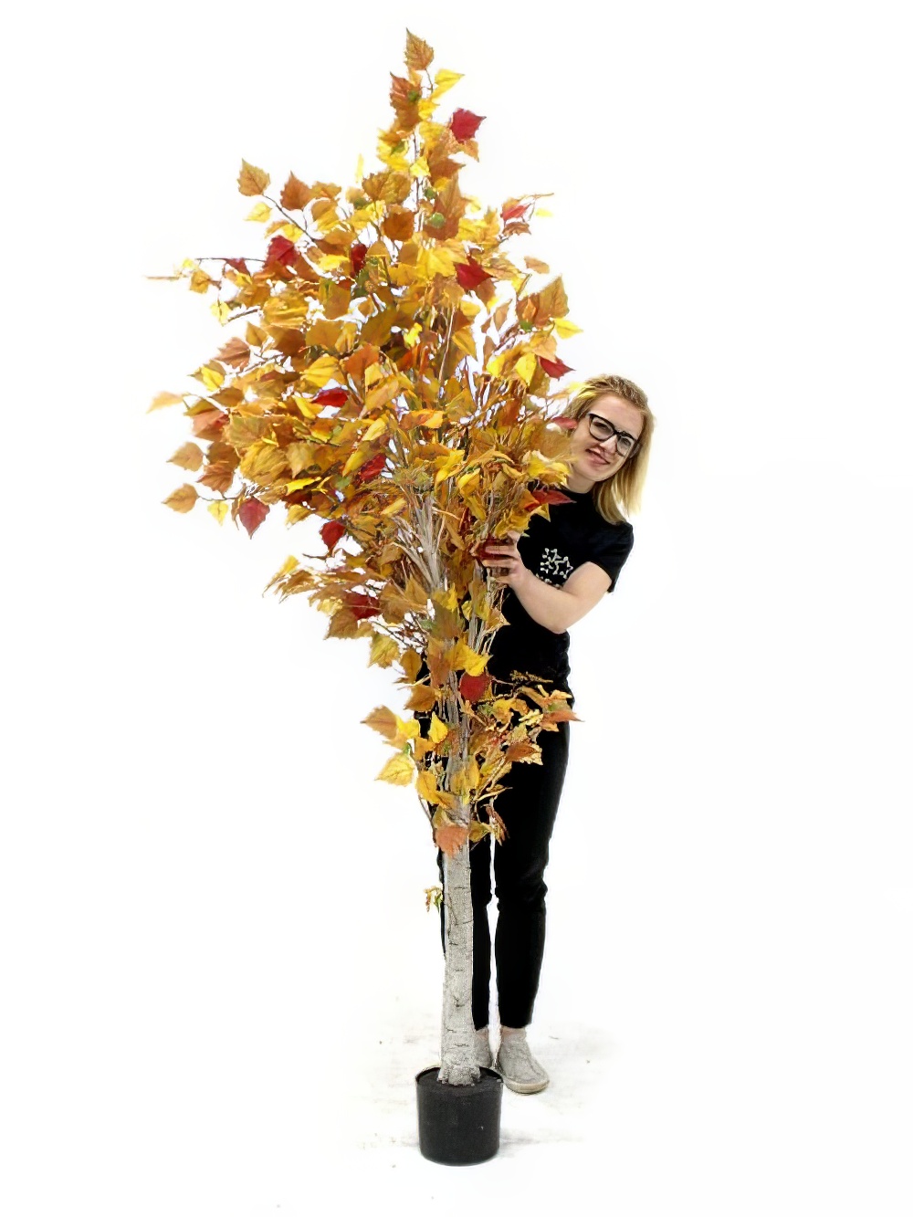 SN2054_Autumn_Birch_Tree_6ft_event_prop_hire_0097DD_225_copy