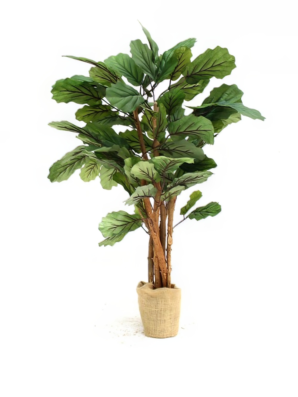SN2305_Royal_Cabbage_Tree_Plant_event_prop_hire_0040Cabbage_Tree_copy_optimised