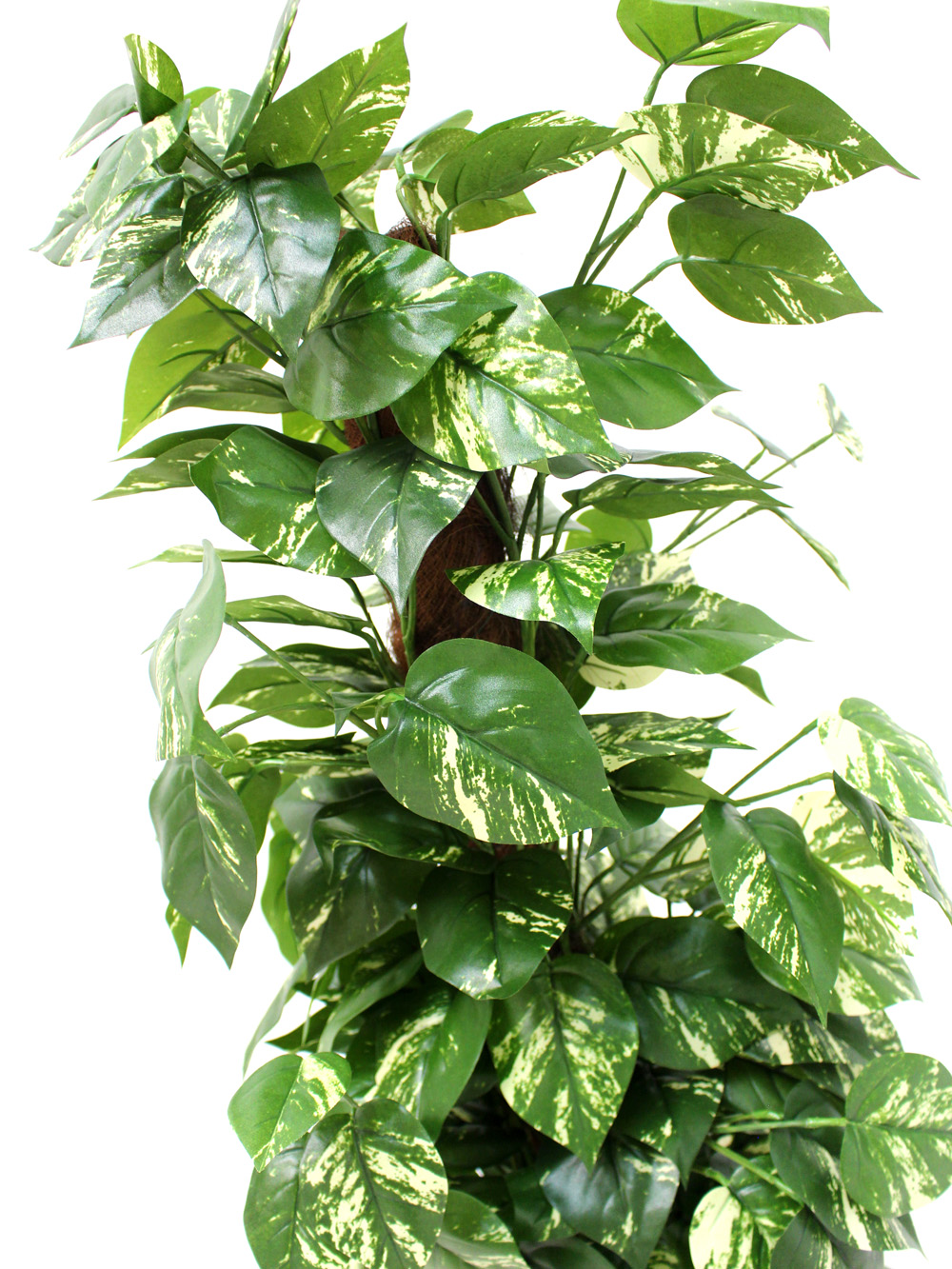SN2308_Pothos_Variegated_Leaf_Plant_event_prop_hire_0049IMG_3056_copy_optimised
