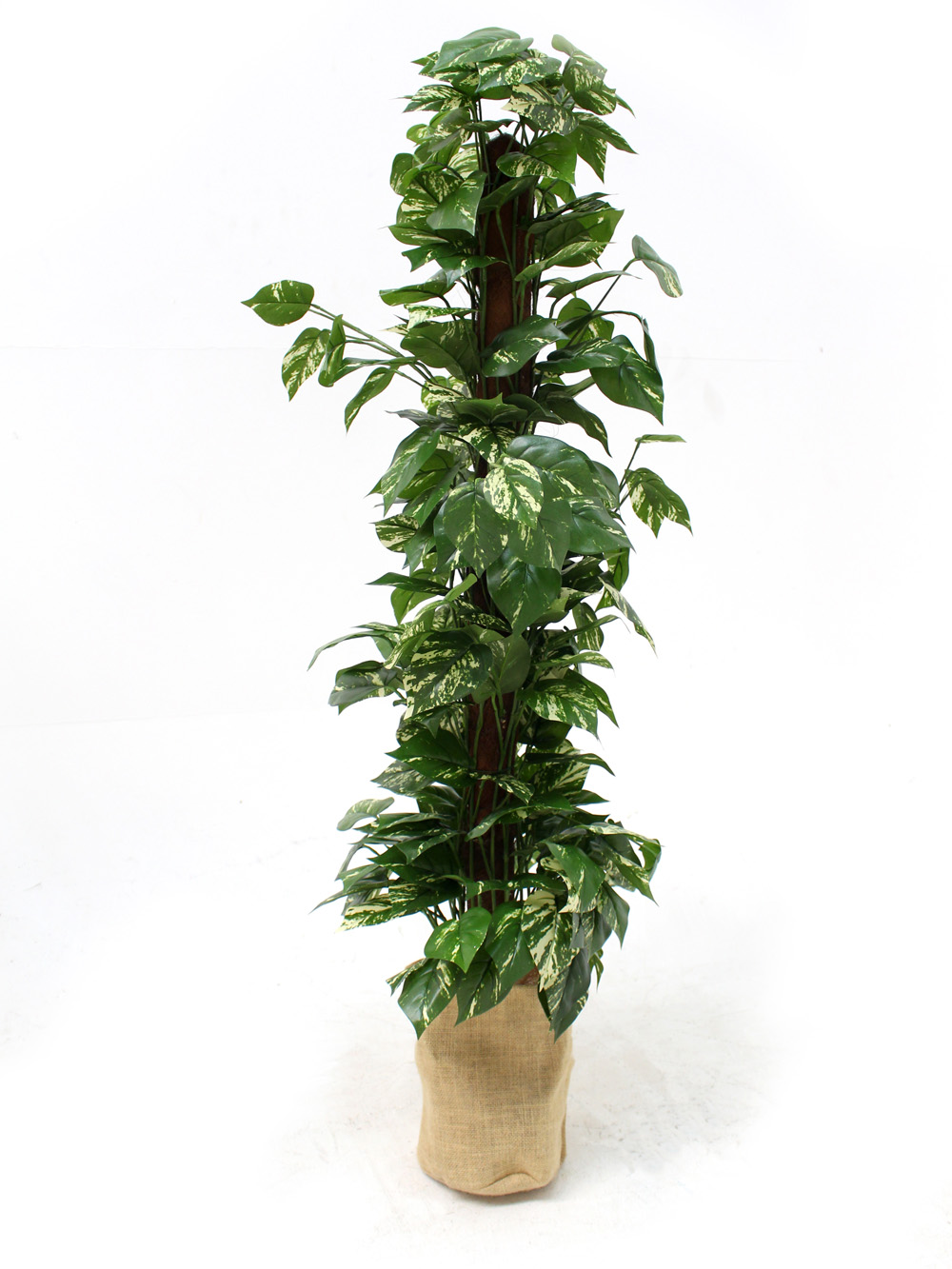 SN2308_Pothos_Variegated_Leaf_Plant_event_prop_hire_0050Pothos_Body_Plant_copy_optimised