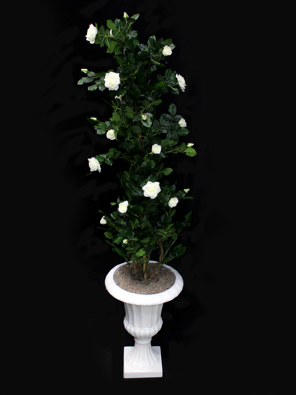 SN2482_Rose_Climber_in_Urn_-_Cream_event_prop_hire_0037IMG_3953_copy