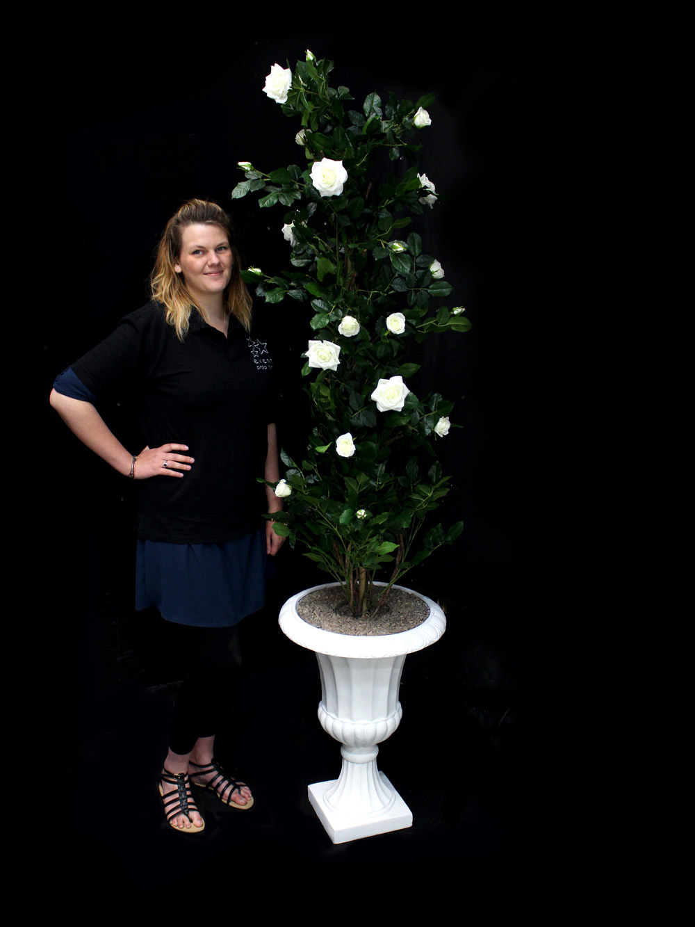 SN2482_Rose_Climber_in_Urn_-_Cream_event_prop_hire_0039IMG_3967_copy