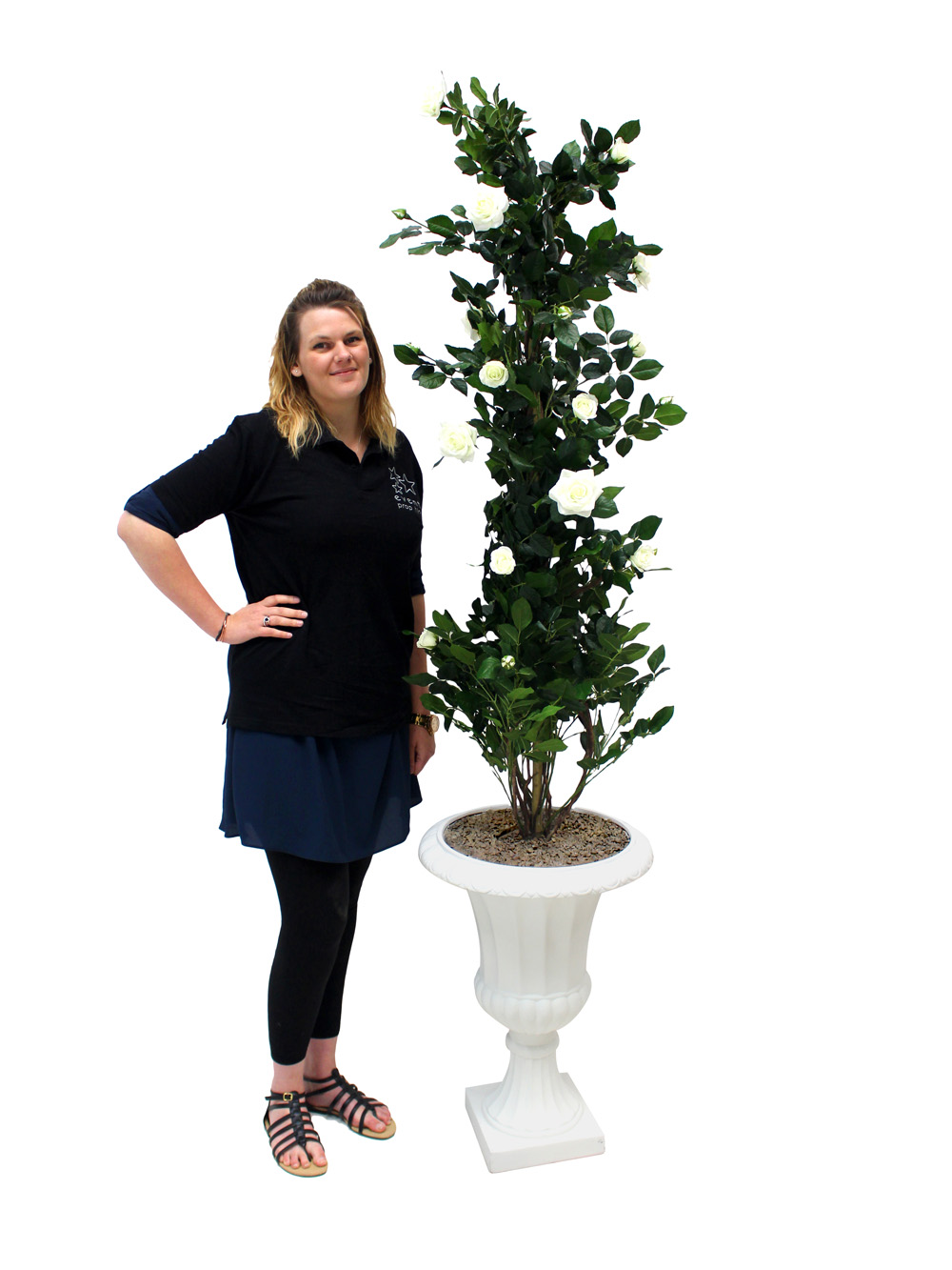 SN2482_Rose_Climber_in_Urn_-_Cream_event_prop_hire_0040IMG_3970_copy