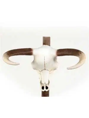 20070221213829_Bull-Head-Close-(Small)