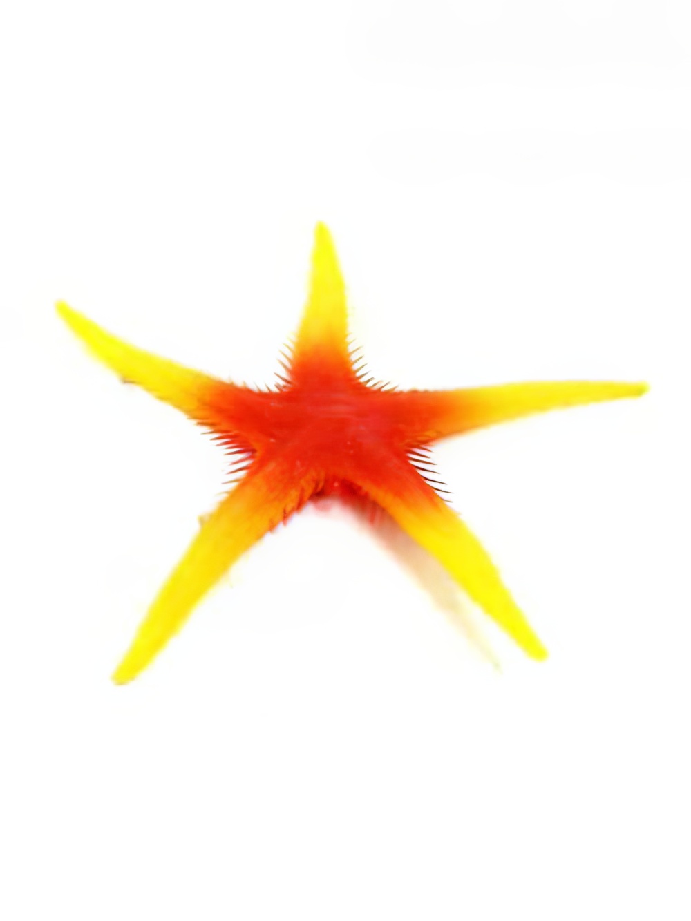 AML117_replica_orange_red_and_yellow_starfish_event_prop_hire_optimised