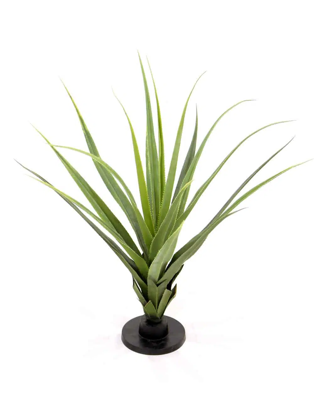 SCN44_Pandanus Cactus Plant_144