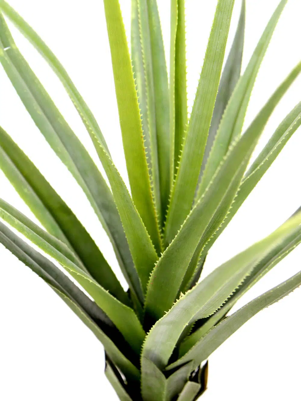 SCN44_Pandanus Cactus Plant_146