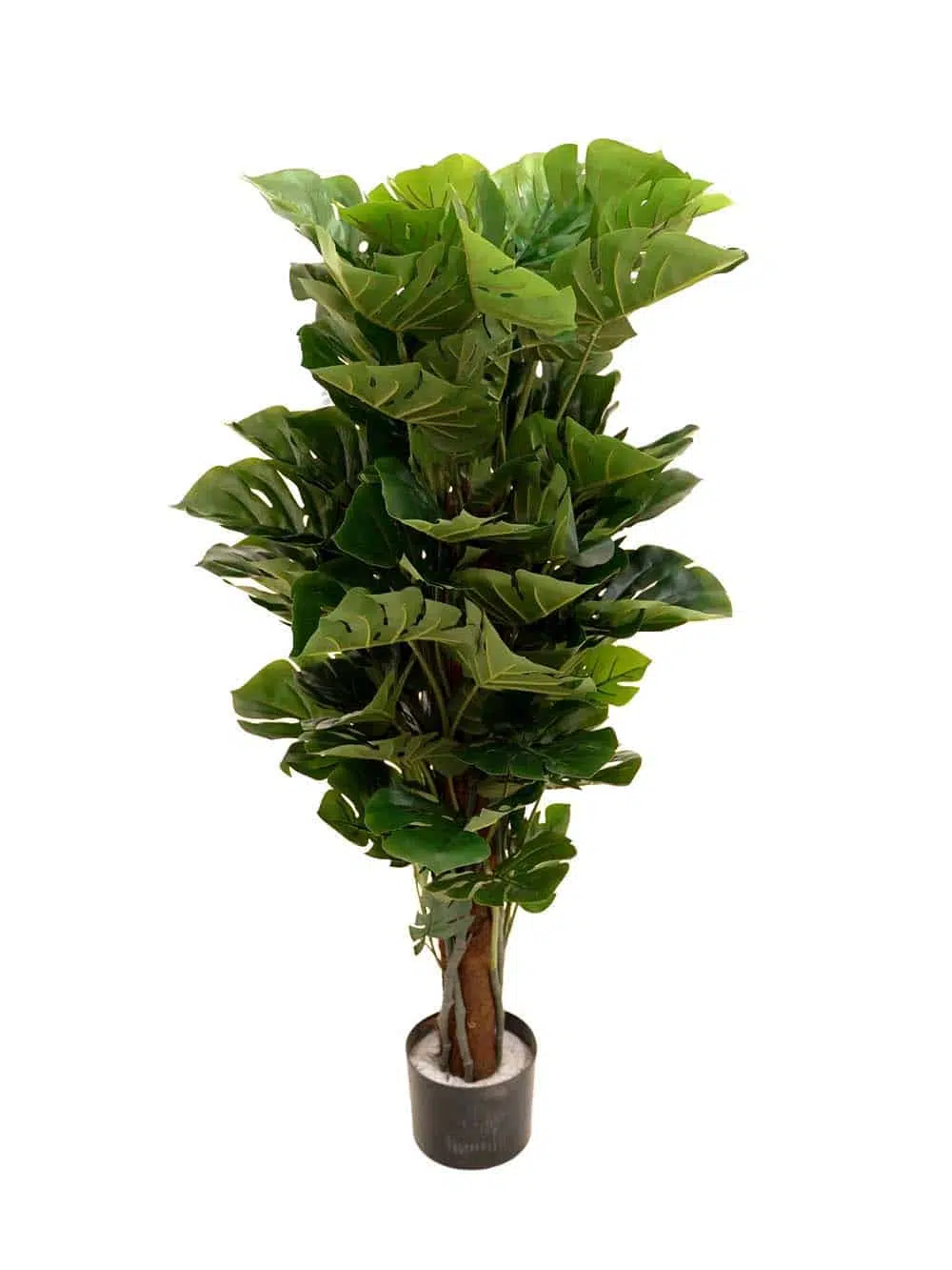 SN1135_Cheese Plant - Medium - (Style May Vary)_event_prop_hire_EPH_Creative_061 copy _optimised