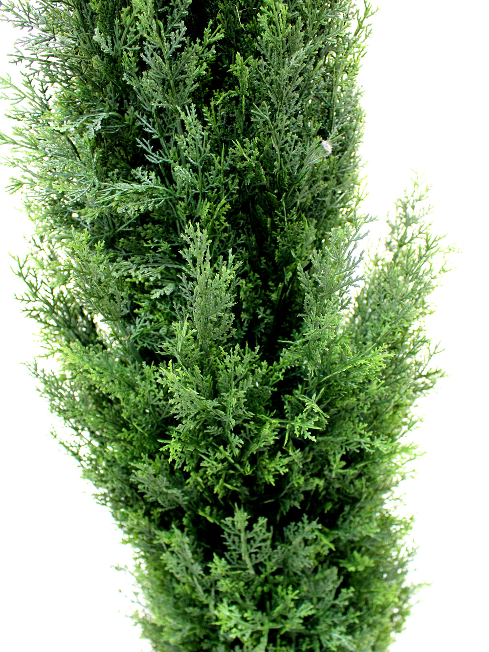 SN3050_Cedar_Tree_-_Tall_event_prop_hire_0008LG_0068_copy