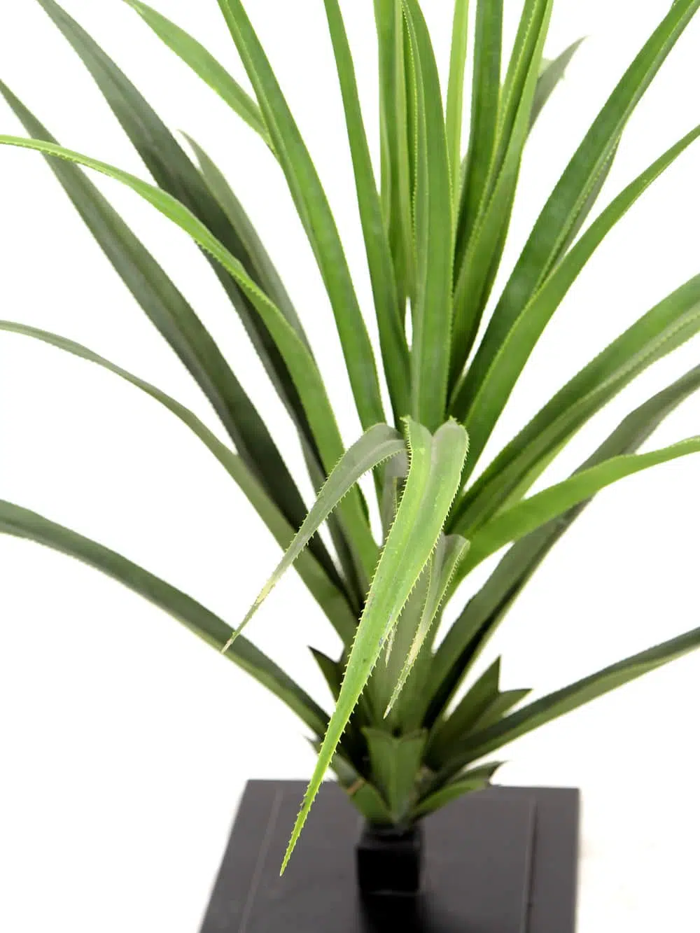 SN3456_Pandanus Cactus Plant #2_150_High Res
