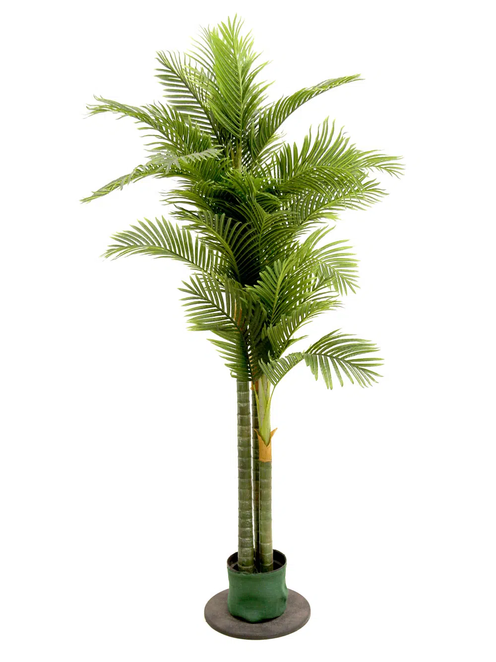SN3954_Triple Headed Palm Tree_002