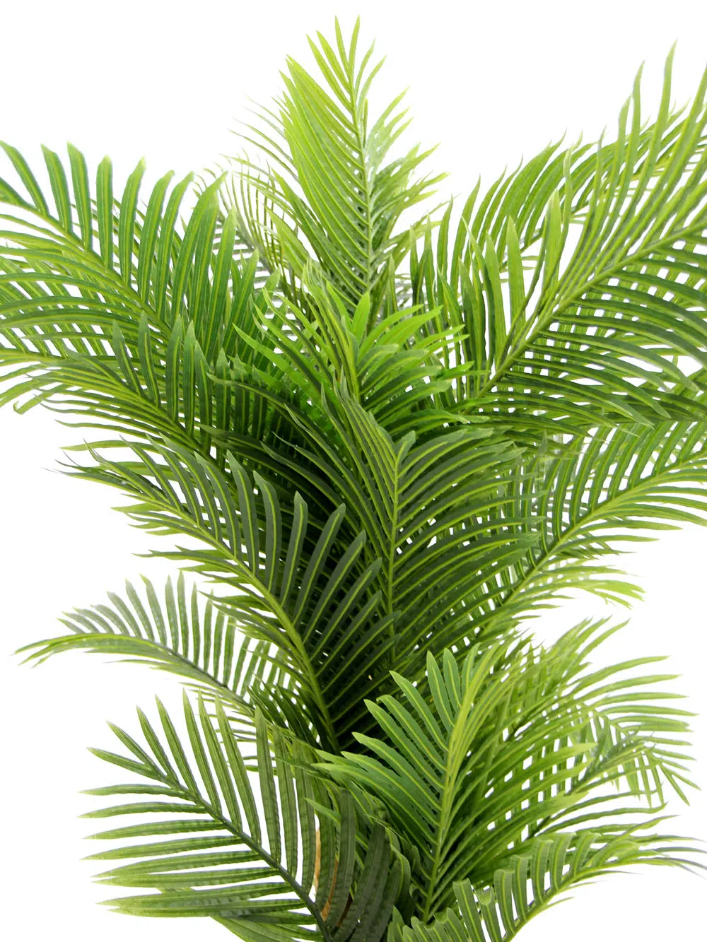 SN3954_Triple Headed Palm Tree_004