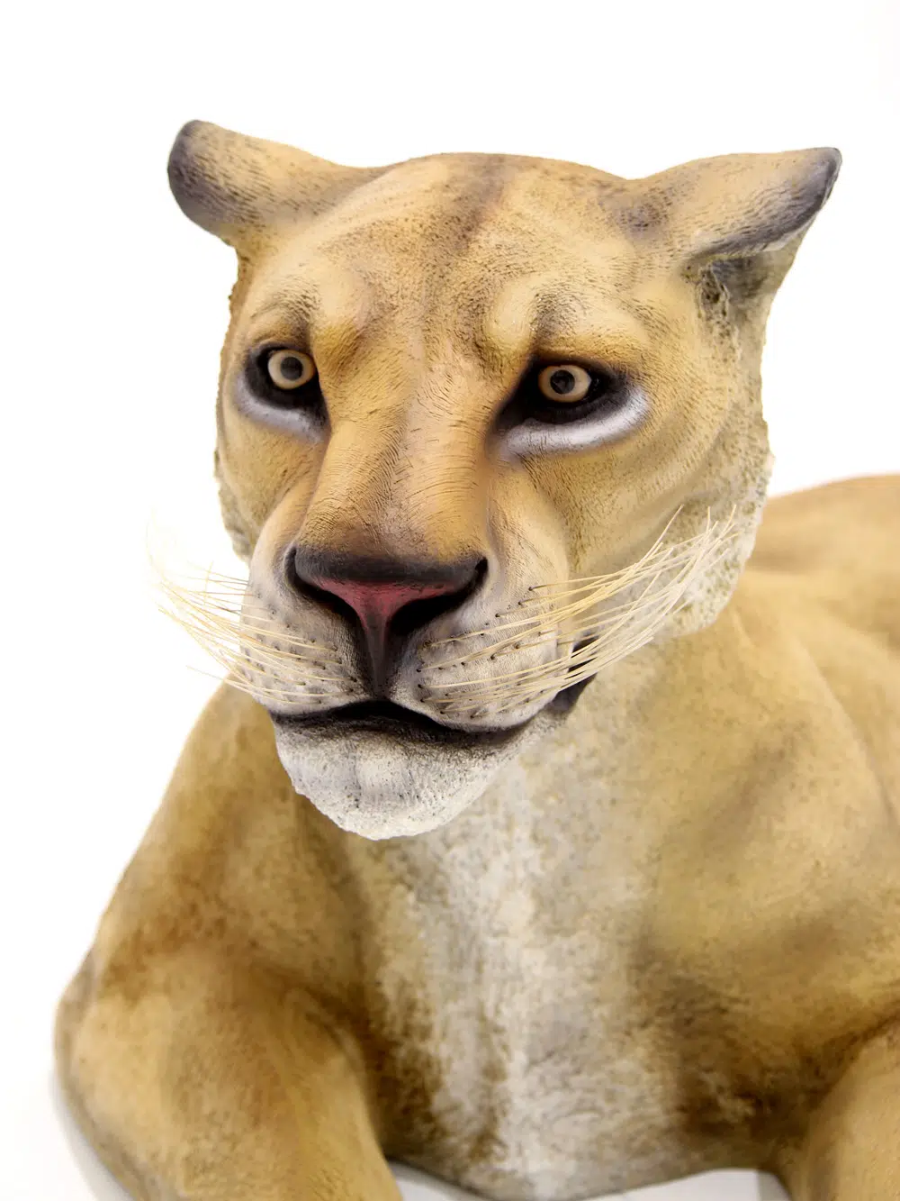 SN5528 Life-size Lioness _event_prop_hire_035_Optimised