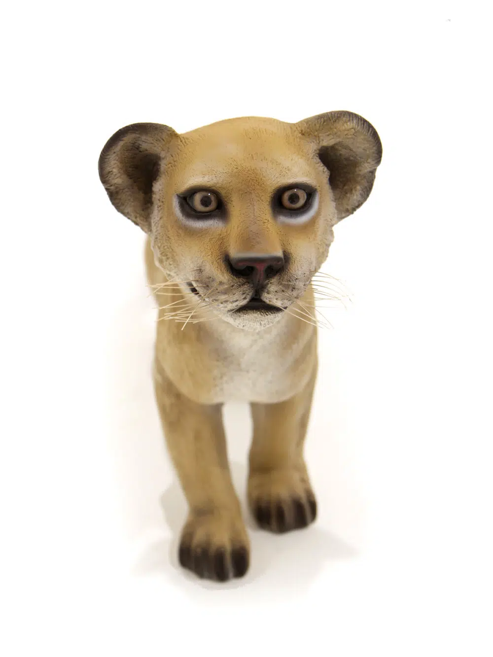 SN5531 Life-size Lion Cub - Standing _event_prop_hire_022_Optimised