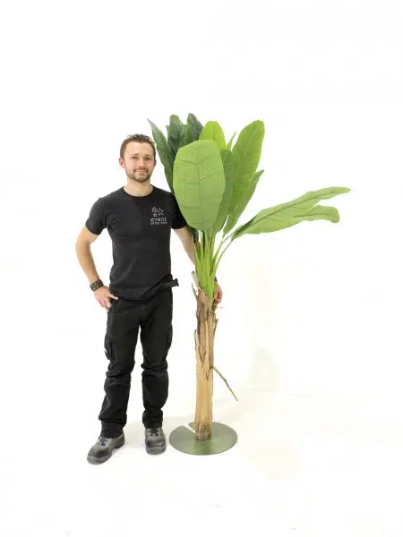 SN4452_Banana_Palm_Tree_180cmevent_prop_hire_072