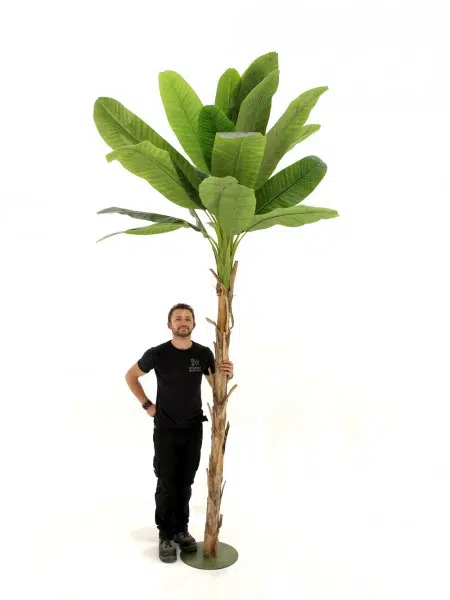 SN4455_Banana_Palm_Tree_350cmevent_prop_hire_001
