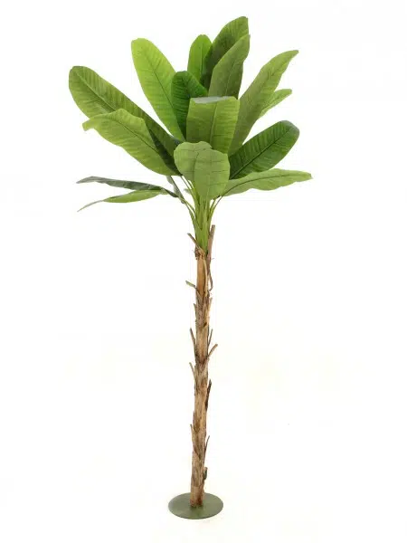 SN4455_Banana_Palm_Tree_350cmevent_prop_hire_002