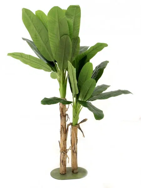 SN4481_Double_Banana_Palmevent_prop_hire_006