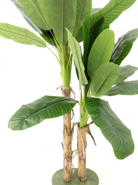 SN4481_Double_Banana_Palmevent_prop_hire_007