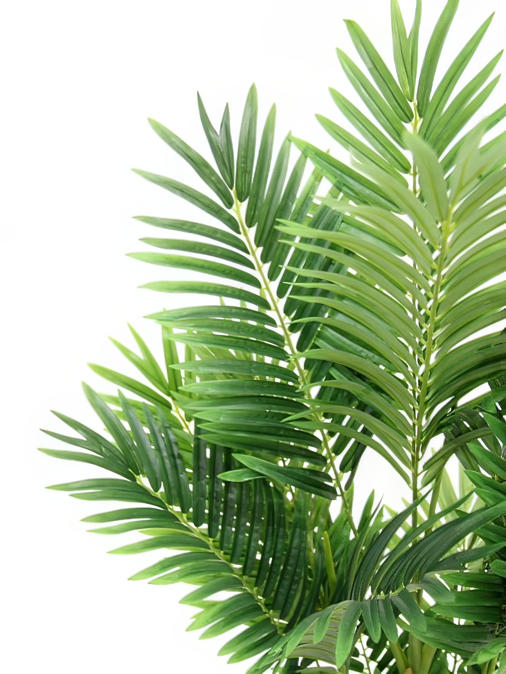 SN4519_Bamboo_Palm_-_14mevent_prop_hire_024