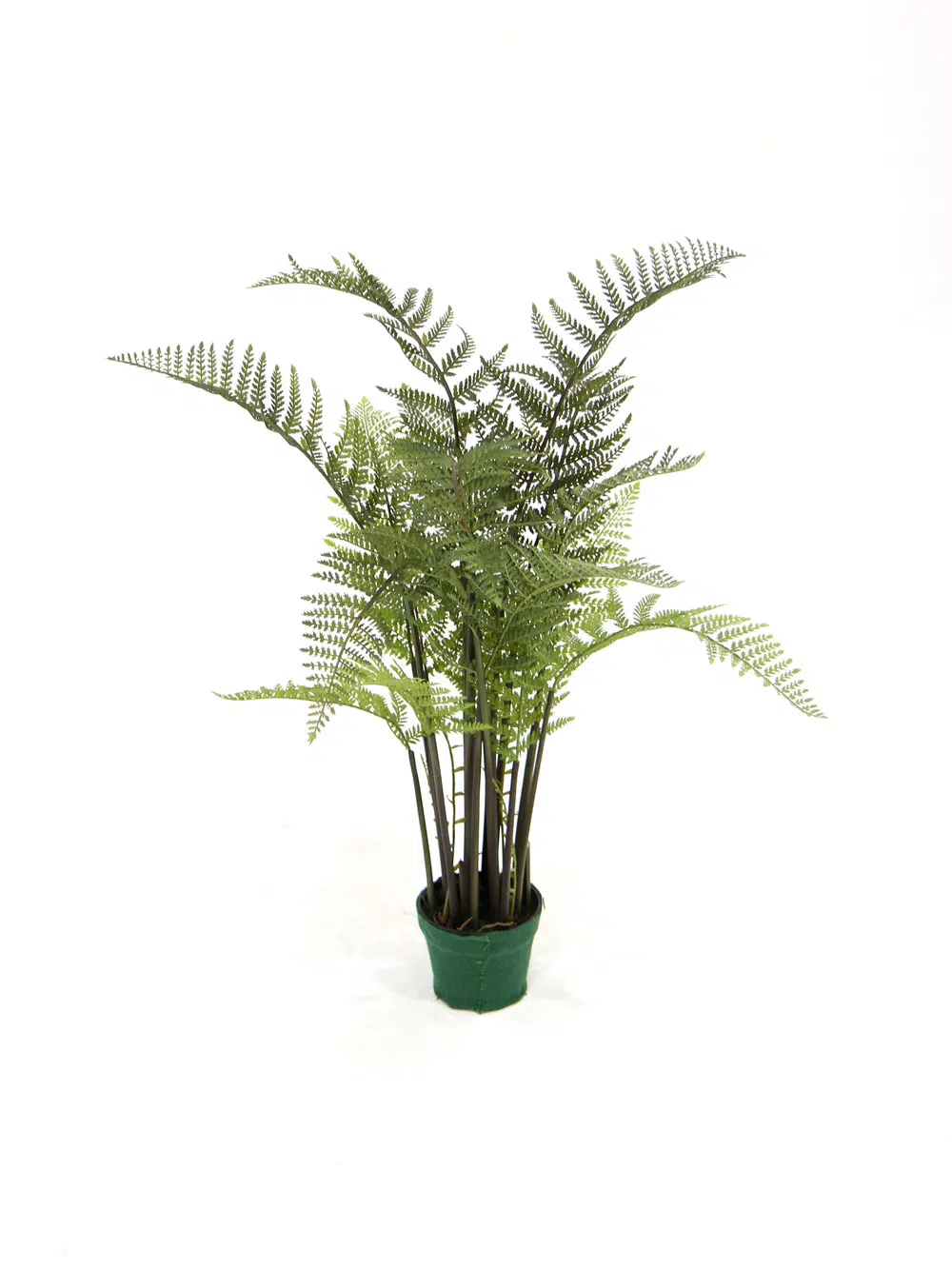 SN4776 Fern Plant _event_prop_hire_164_Optimised