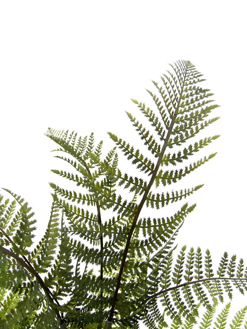 SN4776_SB4775 Fern Plant _event_prop_hire_166_Optimised