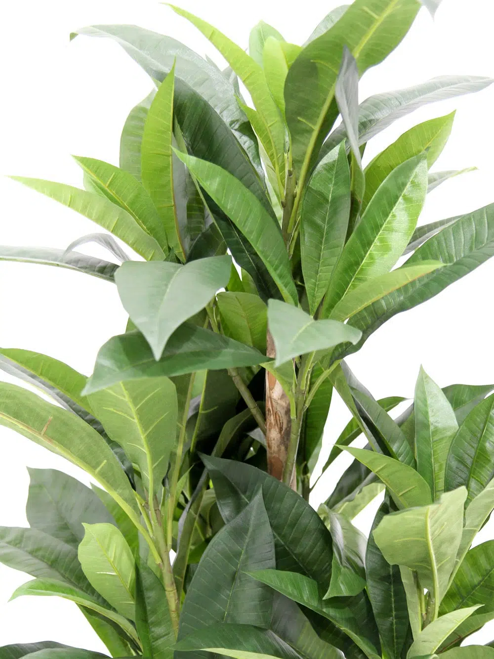 SN4817 Large Leafy Green (Plumeria) _event_prop_hire_201_Optimised