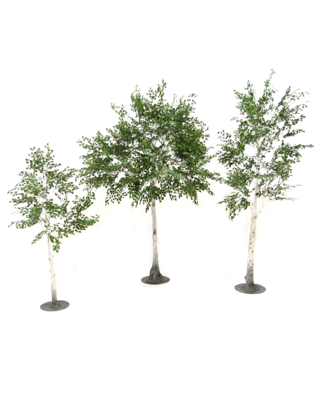 SN4839_SN4840_SN4841 Birch Trees _event_prop_hire_277_Optimised