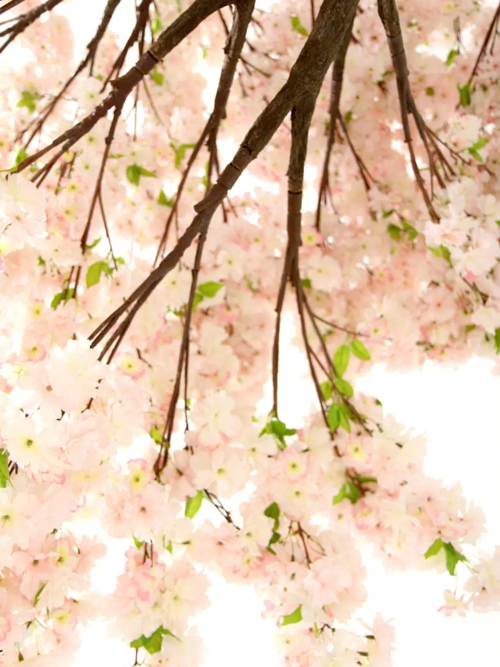 SN5271 Pink Cherry Blossom Tree (3.9m) _event_prop_hire_059