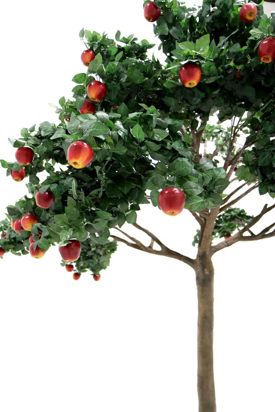 SN5276 Apple Tree (3.8m) _event_prop_hire_020