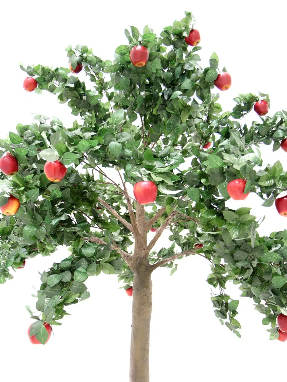 SN5319 Apple Tree (2.7m) _event_prop_hire_005