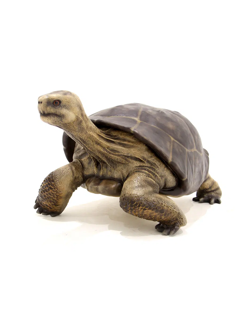 SN5532 Giant Tortoise _event_prop_hire_031