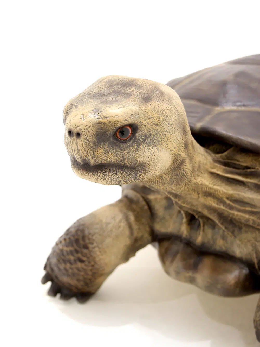 SN5532 Giant Tortoise _event_prop_hire_032