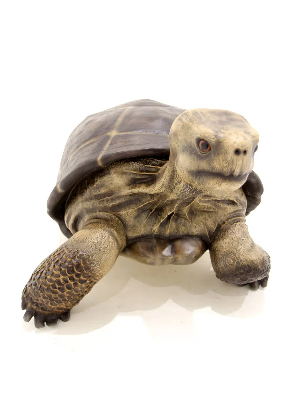 SN5532 Giant Tortoise _event_prop_hire_033