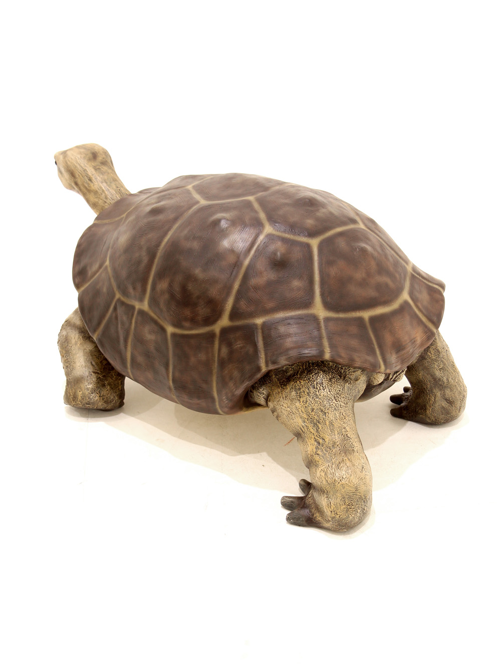SN5532 Giant Tortoise _event_prop_hire_035