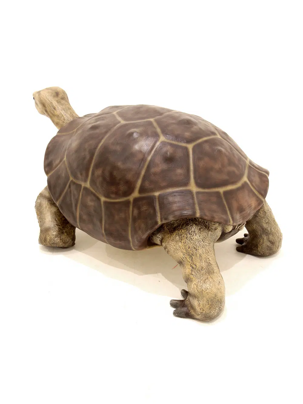 SN5532 Giant Tortoise _event_prop_hire_035