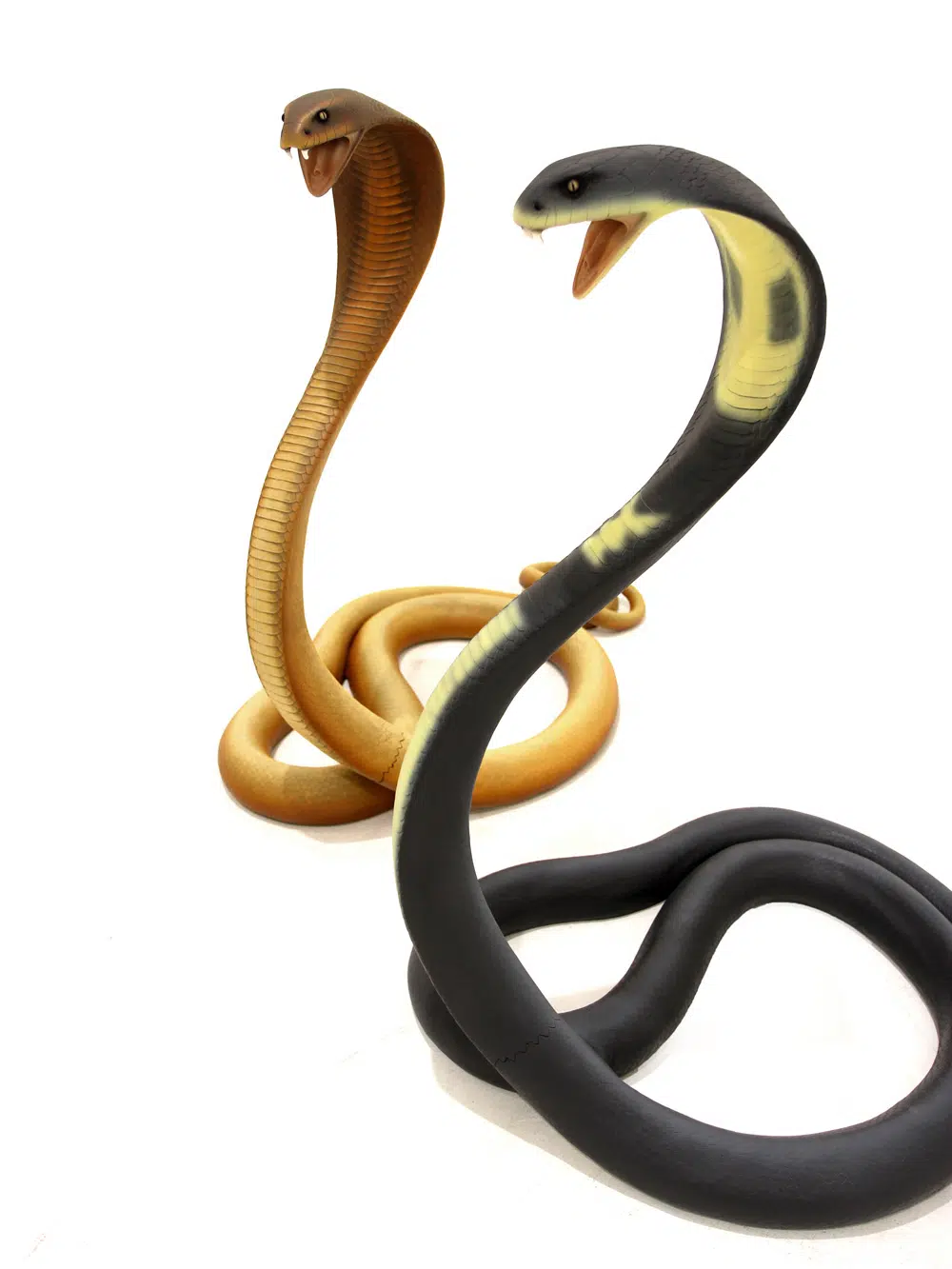 SN5620_SN5626 Cobras _event_prop_hire_045