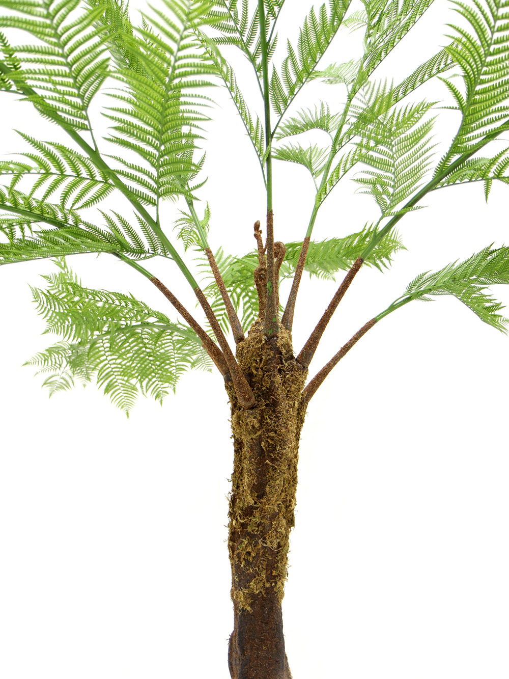 SN5635 Fern Tree _event_prop_hire_016