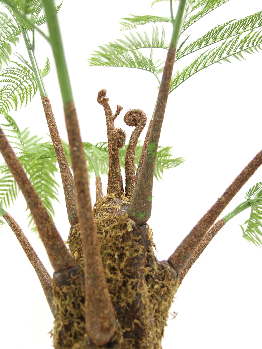 SN5635 Fern Tree _event_prop_hire_017