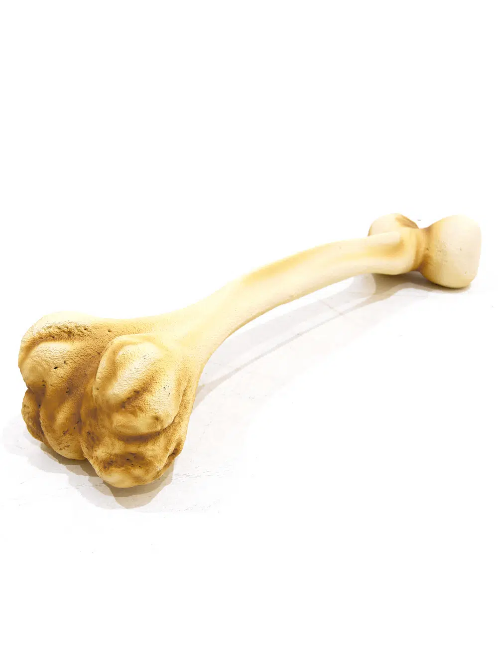 SN5629 Giant Dinosaur Bones _event_prop_hire_097