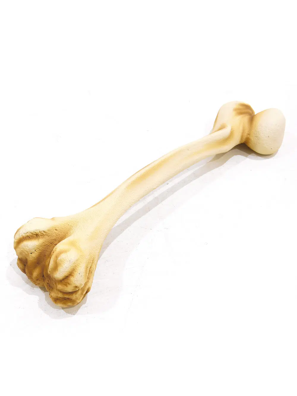 SN5630 Large Dinosaur Bones _event_prop_hire_100